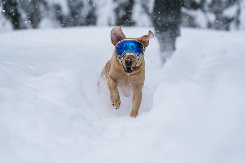 Protéger les yeux de votre chien | Urgence VETERINAIRE